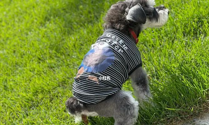 雪纳瑞换毛周期及护理指南 雪纳瑞换毛周期及护理指南