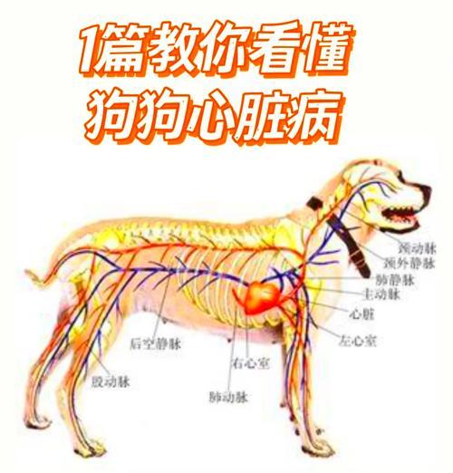探讨狗生病的常见症状及应对方法（狗生病的迹象和如何帮助你的宠物恢复健康）