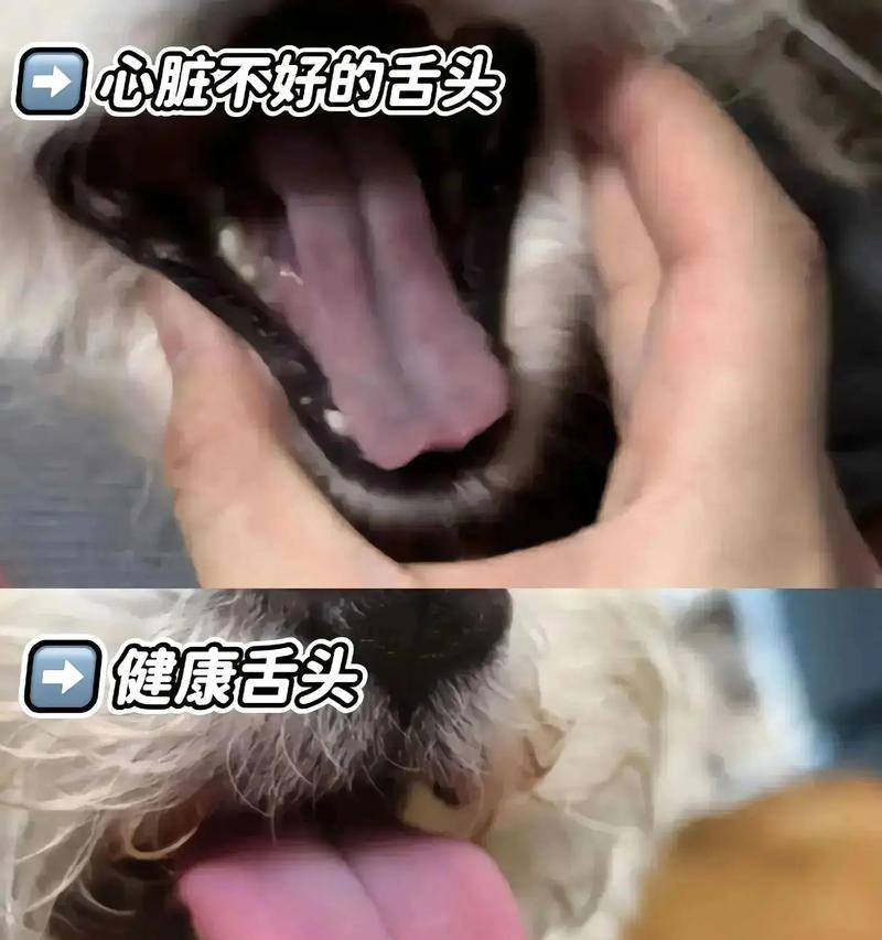 探讨狗生病的常见症状及应对方法（狗生病的迹象和如何帮助你的宠物恢复健康）