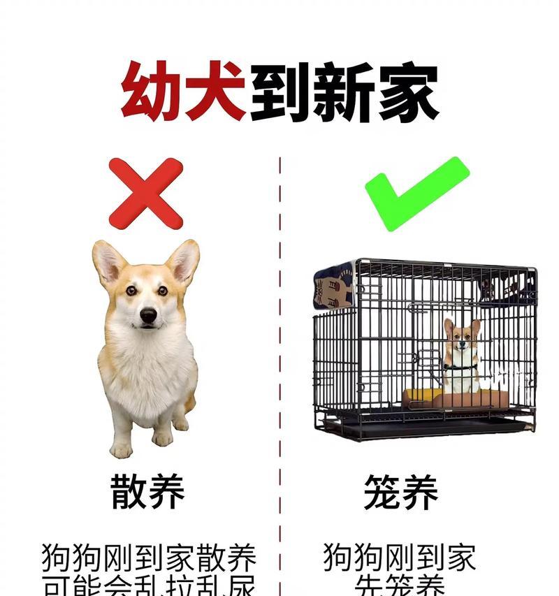 新手养狗须知（解决秋季拉布拉多犬腹泻问题的有效方法）