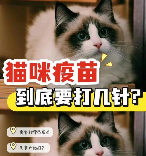 狗狗缩宫素的使用频率与注意事项