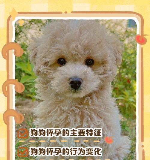 狗狗怀孕多久开始泌乳？产后泌乳时间全解析