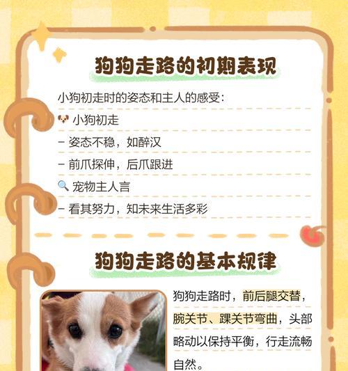 骑自行车遛狗，轻松掌握三步走！（让你的狗狗也能享受自行车出行的乐趣）