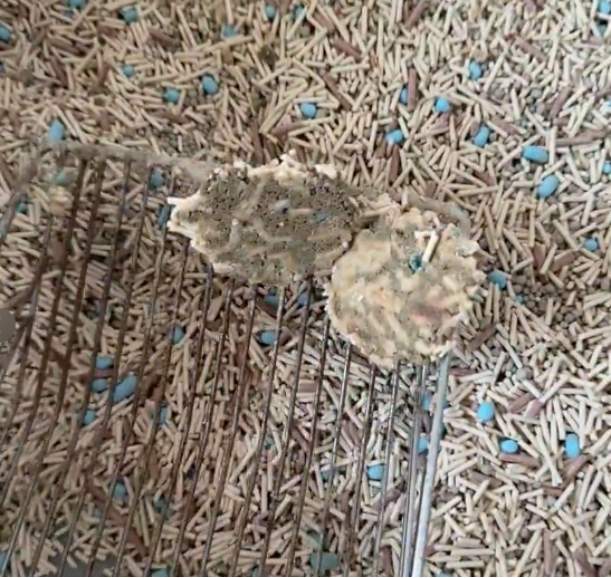 肉垫咖啡渣生竹猫砂测评