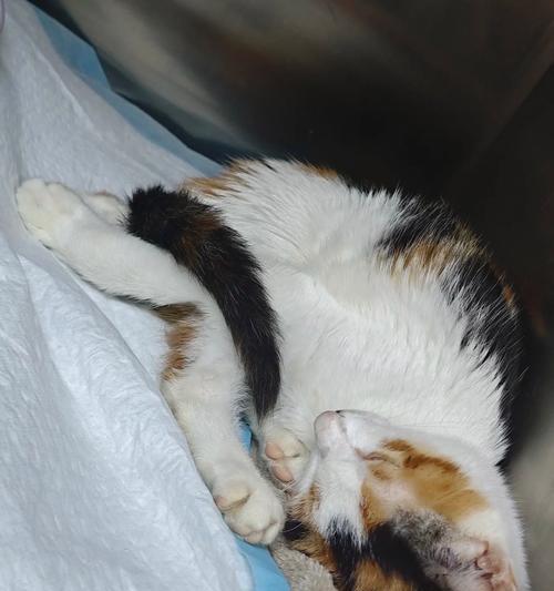 动物舔的奥秘(探索动物舔行为的原因和意义) 动物舔的奥秘(探索动物舔行为的原因和意义)