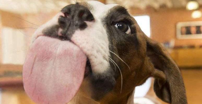 动物舔的奥秘(探索动物舔行为的原因和意义) 动物舔的奥秘(探索动物舔行为的原因和意义)