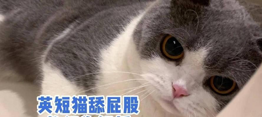 动物舔的奥秘(探索动物舔行为的原因和意义) 动物舔的奥秘(探索动物舔行为的原因和意义)