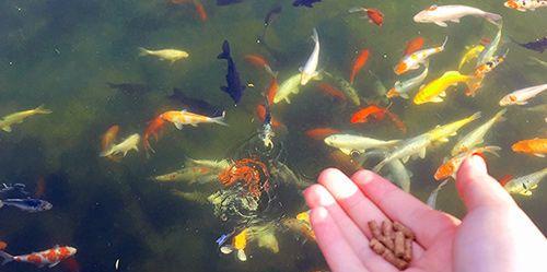 鱼缸养鱼的正确饲养方法(以什么食物为主要饲料?) 鱼缸养鱼的正确饲养方法(以什么食物为主要饲料?)