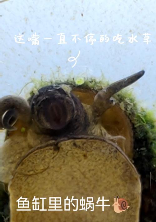 鱼缸养鱼的正确饲养方法(以什么食物为主要饲料?) 鱼缸养鱼的正确饲养方法(以什么食物为主要饲料?)