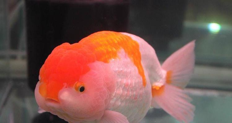 金鱼不会游了,是什么病?(探究金鱼不会游的原因及治疗方法) 金鱼不会游了,是什么病?(探究金鱼不会游的原因及治疗方法)