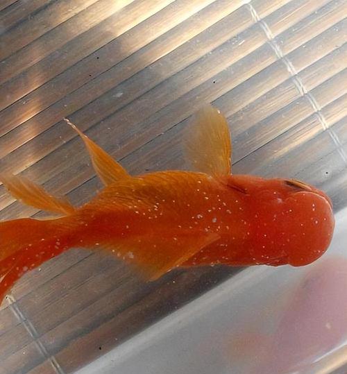 金鱼不会游了,是什么病?(探究金鱼不会游的原因及治疗方法) 金鱼不会游了,是什么病?(探究金鱼不会游的原因及治疗方法)