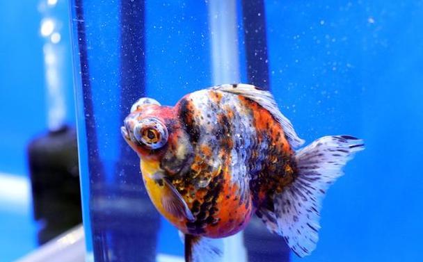 金鱼不会游了,是什么病?(探究金鱼不会游的原因及治疗方法) 金鱼不会游了,是什么病?(探究金鱼不会游的原因及治疗方法)