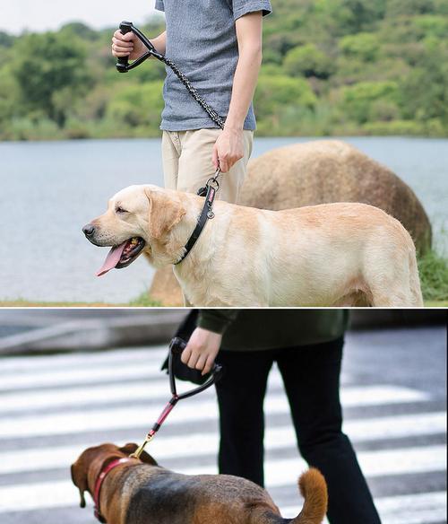 选择什么样的链是最适合金毛的?(金毛犬领养的好帮手——挑选合适的项圈链) 选择什么样的链是最适合金毛的?(金毛犬领养的好帮手——挑选合适的项圈链)