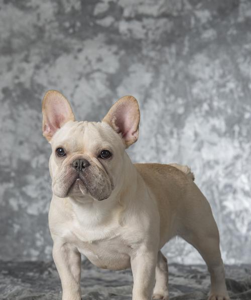 以泰迪狗和猫养一块好吗?(探索泰迪狗与猫共处的和谐之道) 以泰迪狗和猫养一块好吗?(探索泰迪狗与猫共处的和谐之道)