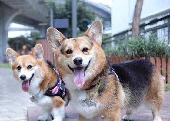 以泰迪狗和猫养一块好吗?(探索泰迪狗与猫共处的和谐之道) 以泰迪狗和猫养一块好吗?(探索泰迪狗与猫共处的和谐之道)