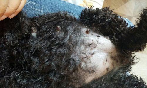 泰迪怀孕最早症状揭秘(探寻泰迪宝宝即将降临的先兆) 泰迪怀孕最早症状揭秘(探寻泰迪宝宝即将降临的先兆)