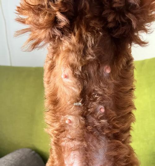 泰迪怀孕最早症状揭秘(探寻泰迪宝宝即将降临的先兆) 泰迪怀孕最早症状揭秘(探寻泰迪宝宝即将降临的先兆)