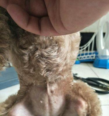 泰迪怀孕早期症状全解析