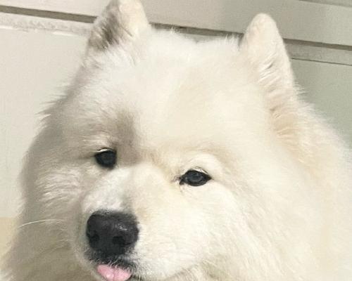 幼犬为什么喜欢咬拖鞋?(探究幼犬喜欢咬拖鞋的原因及解决方法) 幼犬为什么喜欢咬拖鞋?(探究幼犬喜欢咬拖鞋的原因及解决方法)