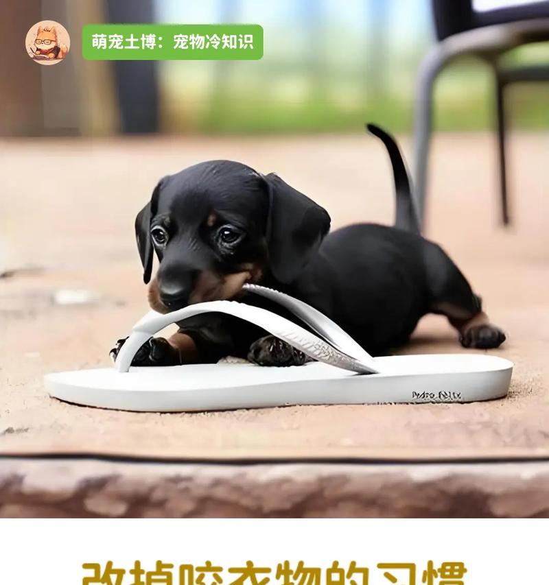 幼犬为什么喜欢咬拖鞋?(探究幼犬喜欢咬拖鞋的原因及解决方法) 幼犬为什么喜欢咬拖鞋?(探究幼犬喜欢咬拖鞋的原因及解决方法)