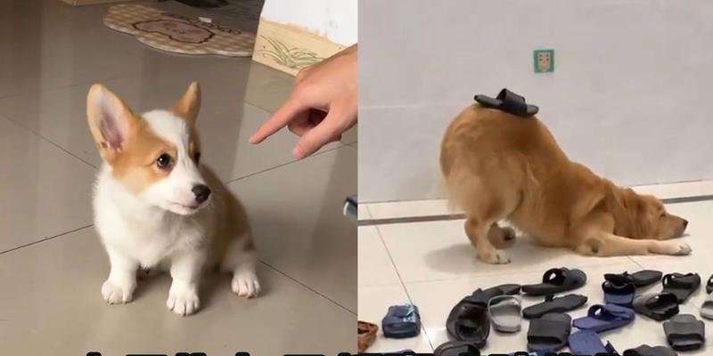 幼犬咬拖鞋原因及解决方法