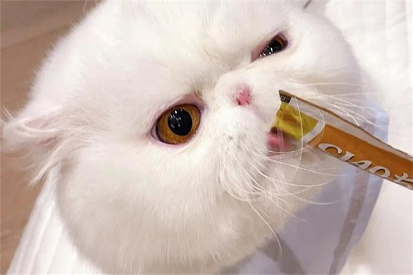 猫咪为什么那么爱吃猫条? 猫咪为什么那么爱吃猫条?