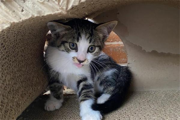 猫咪泪痕是什么原因引起的? 猫咪泪痕怎么处理?