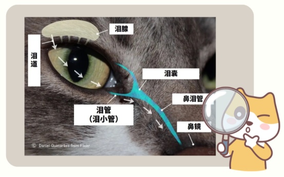 猫咪泪痕的原因及解决方法 猫咪流眼泪