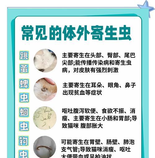 猫咪驱虫的重要性及频率选择(保护猫咪健康,科学合理地进行驱虫) 猫咪驱虫的重要性及频率选择(保护猫咪健康,科学合理地进行驱虫)