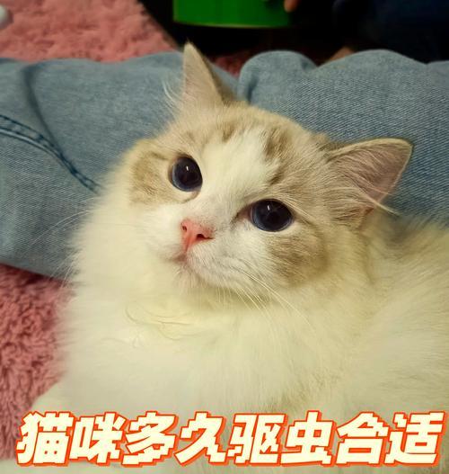 猫咪驱虫指南：重要性与科学频率选择
