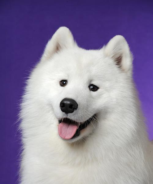 萨摩耶眼睛的奇幻之色(探寻萨摩耶眼睛的多彩世界) 萨摩耶眼睛的奇幻之色(探寻萨摩耶眼睛的多彩世界)