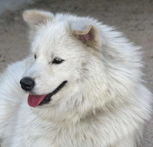 萨摩耶眼睛的奇幻之色(探寻萨摩耶眼睛的多彩世界) 萨摩耶眼睛的奇幻之色(探寻萨摩耶眼睛的多彩世界)