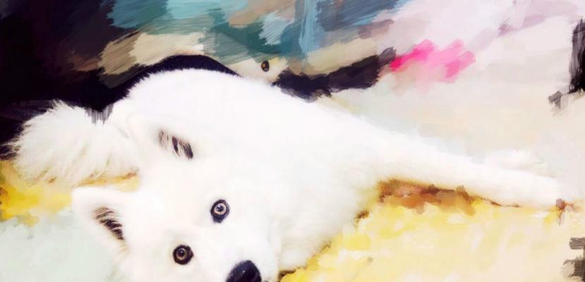 萨摩耶眼睛的奇幻之色(探寻萨摩耶眼睛的多彩世界) 萨摩耶眼睛的奇幻之色(探寻萨摩耶眼睛的多彩世界)