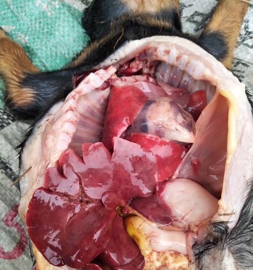 小狗死亡后多久会变得硬？（探究小狗死后躯体硬化的时间以及可能的影响）