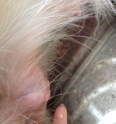 小狗死后肌肉硬化时间及影响