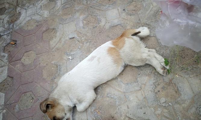 小狗死亡后多久会变得硬？（探究小狗死后躯体硬化的时间以及可能的影响）