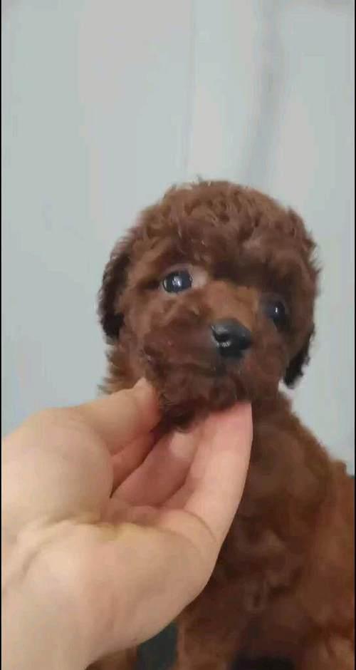 泰迪狗生病恢复期的适宜食物(以狗泰迪狗生病恢复期吃什么食物为主题的饮食建议) 泰迪狗生病恢复期的适宜食物(以狗泰迪狗生病恢复期吃什么食物为主题的饮食建议)