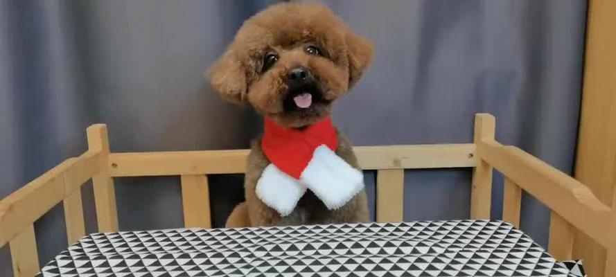 泰迪狗生病恢复期的适宜食物(以狗泰迪狗生病恢复期吃什么食物为主题的饮食建议) 泰迪狗生病恢复期的适宜食物(以狗泰迪狗生病恢复期吃什么食物为主题的饮食建议)