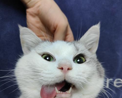 猫为什么吐舌头?(揭开猫咪舌头的神秘面纱) 猫为什么吐舌头?(揭开猫咪舌头的神秘面纱)