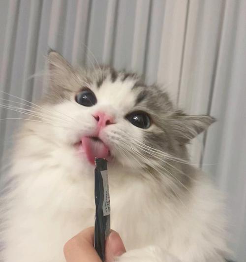 猫为什么吐舌头?(揭开猫咪舌头的神秘面纱) 猫为什么吐舌头?(揭开猫咪舌头的神秘面纱)