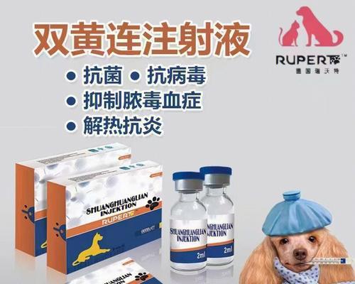 猫咪感冒如何治疗?常见症状与药物使用指南 猫咪感冒如何治疗?常见症状与药物使用指南