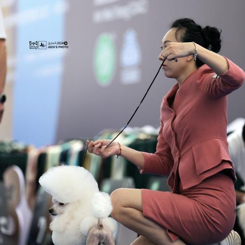 养贵宾犬的女孩(贵宾犬女孩的性格特点及培养方法) 养贵宾犬的女孩(贵宾犬女孩的性格特点及培养方法)