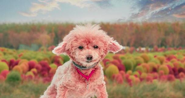 养贵宾犬的女孩(贵宾犬女孩的性格特点及培养方法) 养贵宾犬的女孩(贵宾犬女孩的性格特点及培养方法)