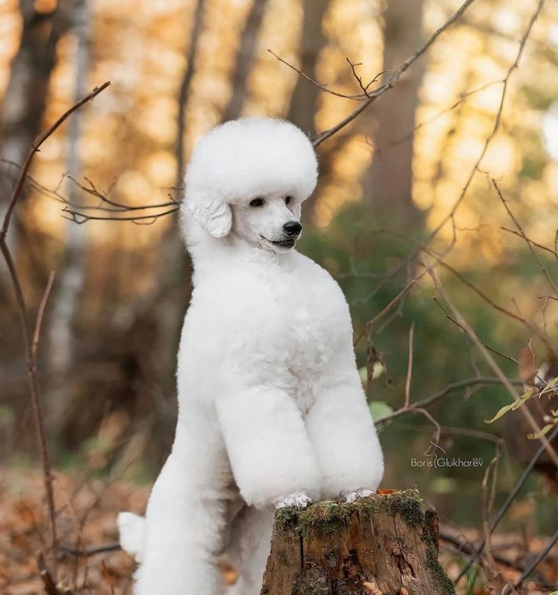 养贵宾犬女孩的性格特点与培养方法
