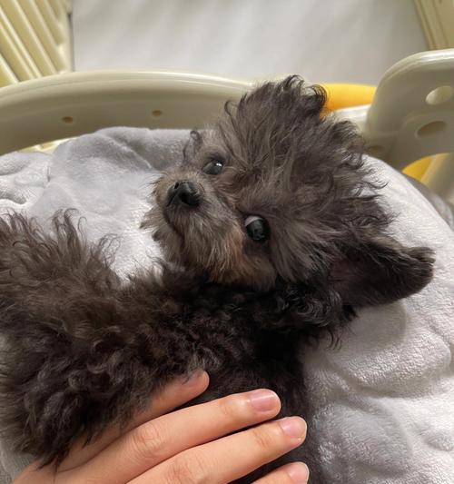 泰迪狗一直抖的原因解析