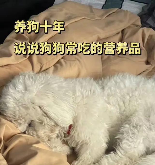 狗狗如何补充营养(为你的爱宠提供健康饮食) 狗狗如何补充营养(为你的爱宠提供健康饮食)