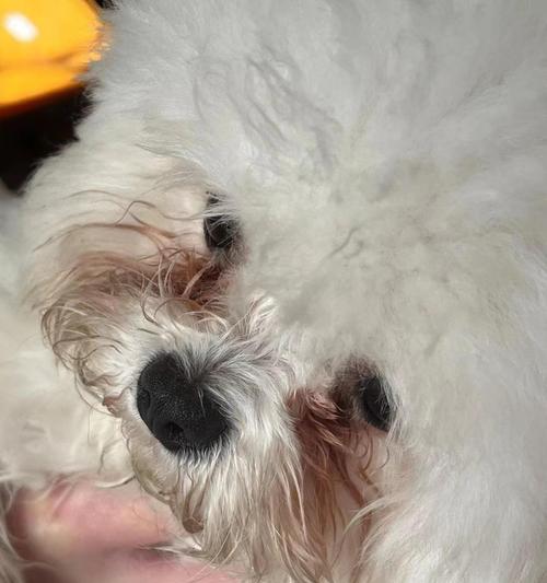 狗狗泪痕问题的天然食物解决方案