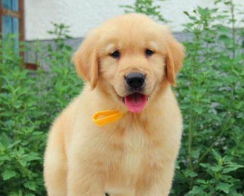 金毛狗幼崽毛色变化全解析