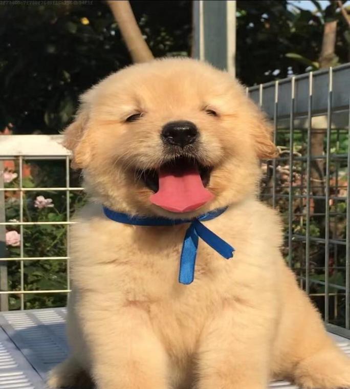 金毛狗幼崽毛色变化全解析