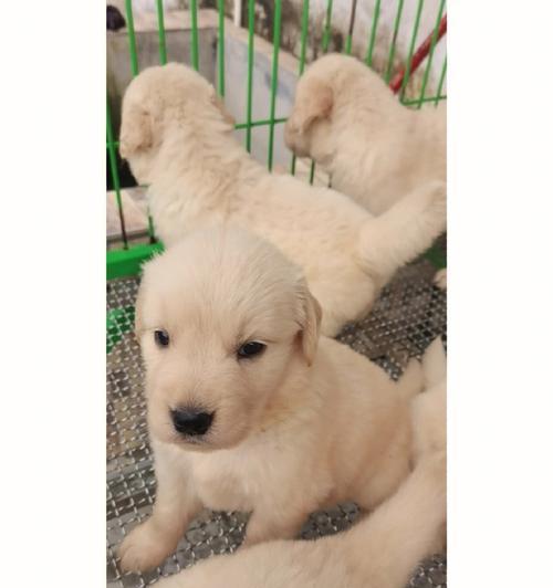 金毛狗幼崽毛色变化全解析